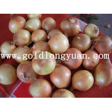 Fresh Yellow Onion From Factory